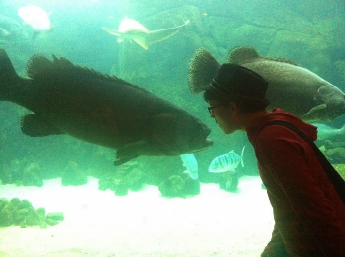A field trip to the aquarium